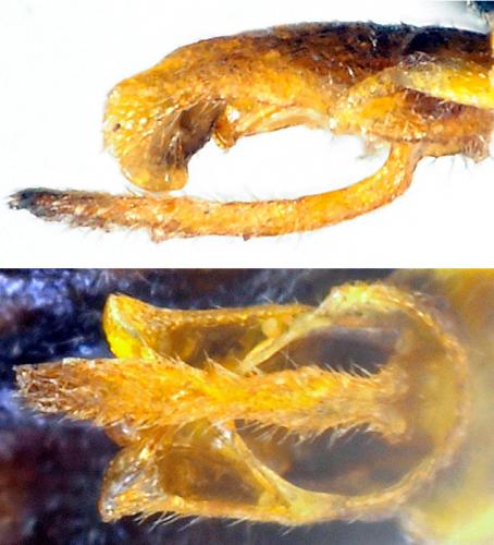 Réf. 174 771 : Malthodes discicollis