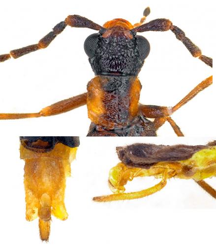 Réf. 174 704 : Malthodes discicollis