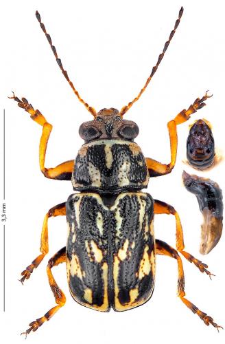 Réf. 174 708 : Pachybrachis fallaciosus