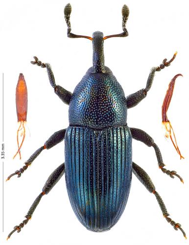 Aulacobaris picicornis