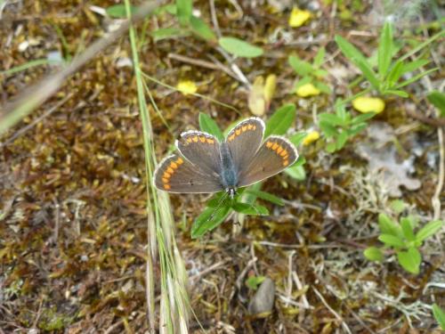 Aricia agestis