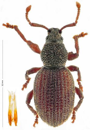 Otiorhynchus pauxillus