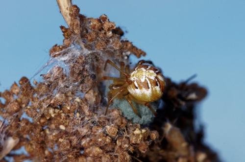 Réf. 174 267 : Phylloneta sp.