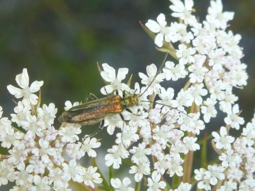 Oedemera nobilis