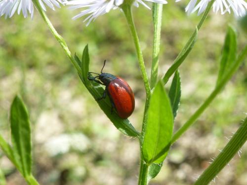 Réf. 174 672 : Chrysomela populi