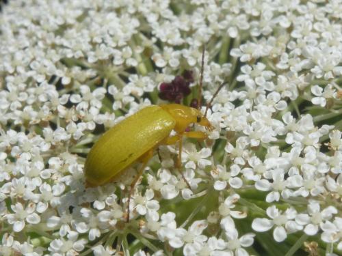 Cteniopus sulphureus