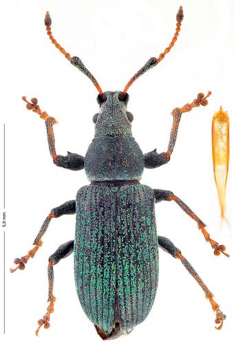 Réf. 174 418 : Phyllobius alpinus