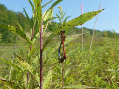 Sympetrum meridionale