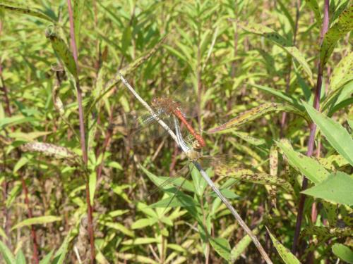 Réf. 174 599 : Sympetrum meridionale