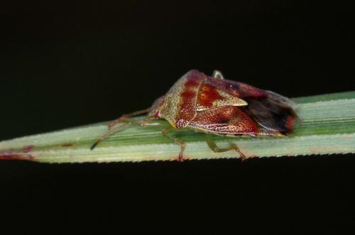 Réf. 174 192 : Elasmucha grisea