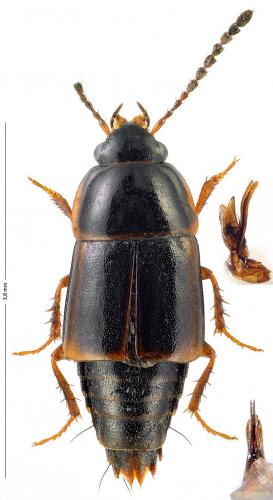 Réf. 174 743 : Tachinus marginellus