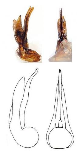 Tachinus divers