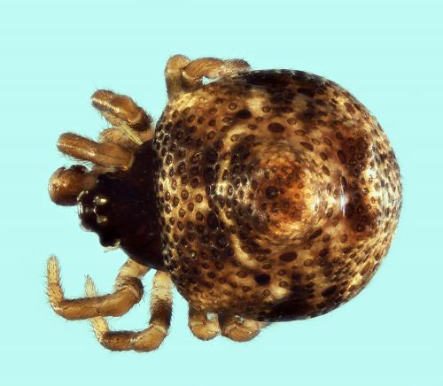 Phoroncidia paradoxa