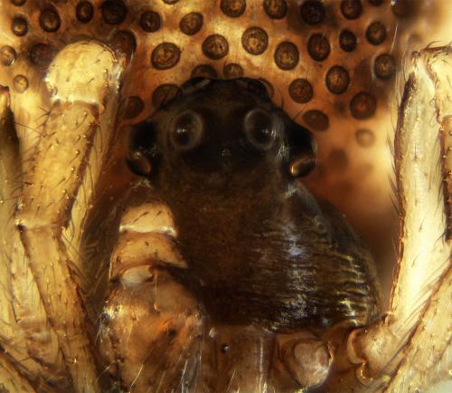 Phoroncidia paradoxa