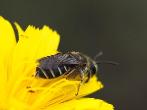 Halictus sp.