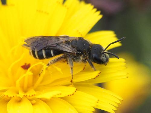 Réf. 174 590 : Halictus sp.