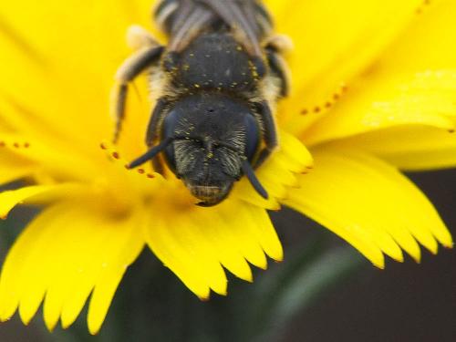 Halictus sp.