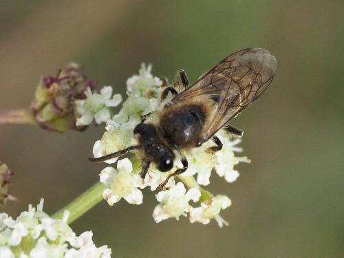 Réf. 174 622 : Colletes sp.