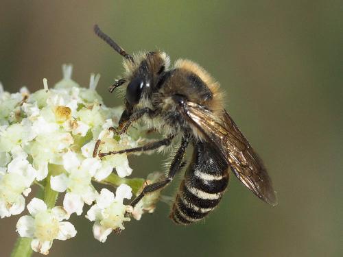 Réf. 174 623 : Colletes sp.