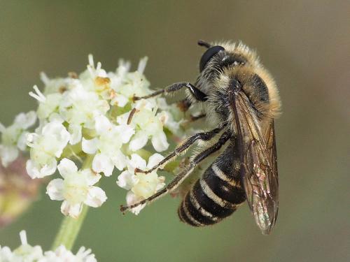 Réf. 174 621 : Colletes sp.