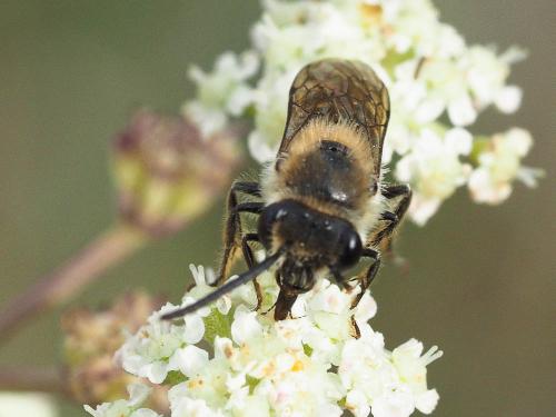 Colletes sp.