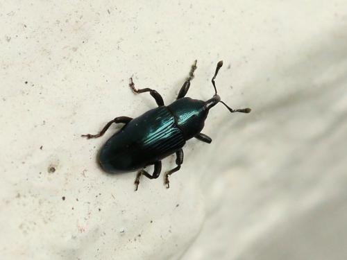 Aulacobaris coerulescens
