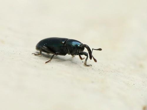 Aulacobaris coerulescens