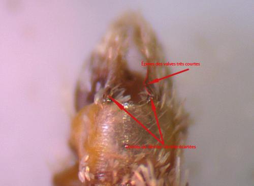 Epirrita autumnata