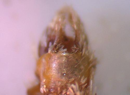 Epirrita autumnata