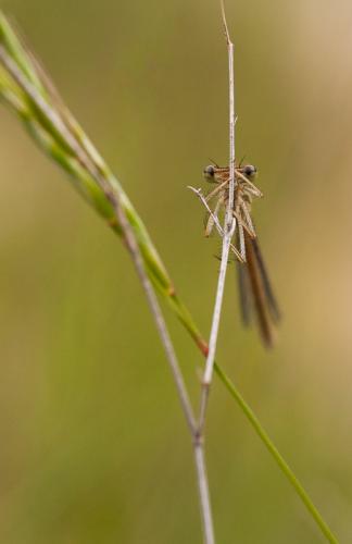 Réf. 174 299 : Platycnemis sp.