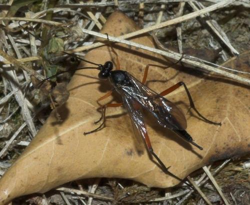 Exetastes calobatus