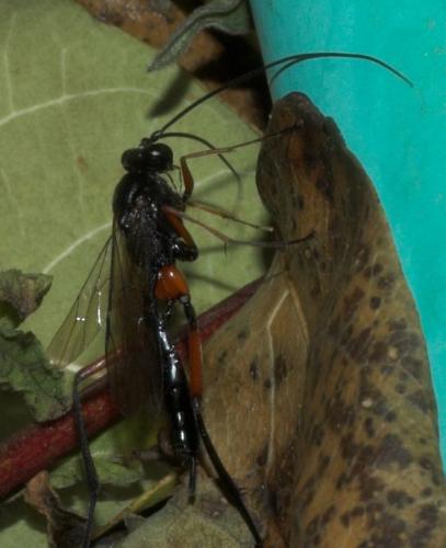 Exetastes calobatus