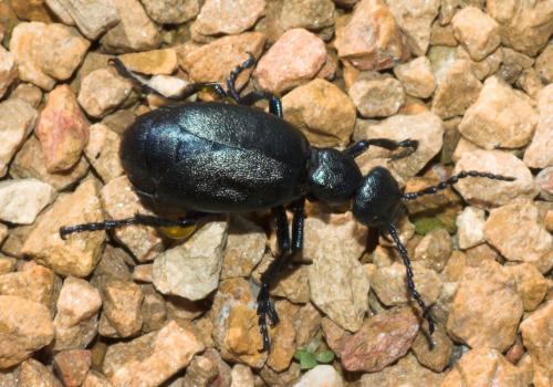 Réf. 174 931 : Meloe violaceus