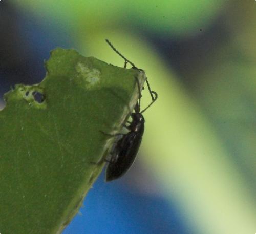 Réf. 174 220 : Phyllotreta sp.