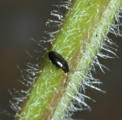 Réf. 174 221 : Phyllotreta sp.
