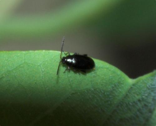 Réf. 174 222 : Phyllotreta sp.