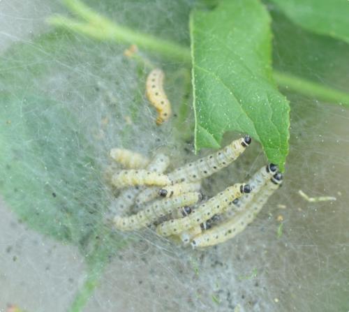 Yponomeuta sp.
