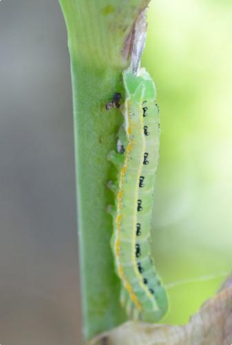 Xylena exsoleta