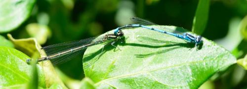 Coenagrion puella