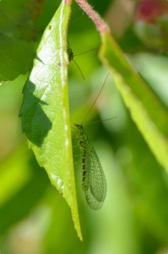 Réf. 174 924 : Chrysopa (walkeri)