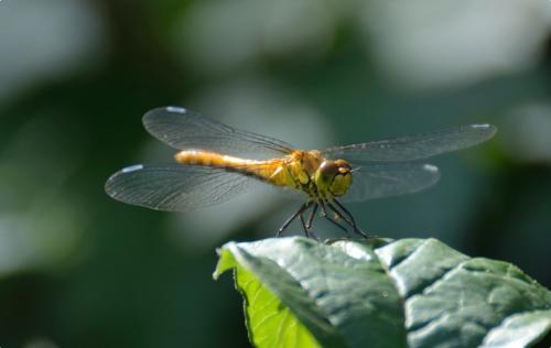 Sympetrum sanguineum
