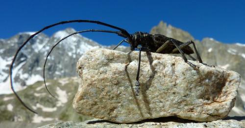 Réf. 174 437 : Monochamus sutor