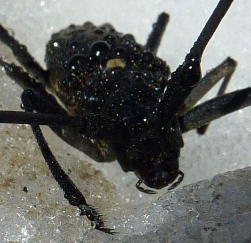 Réf. 174 438 : Monochamus sutor