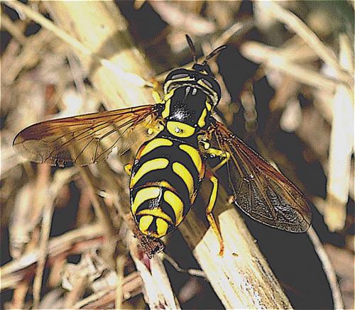 Chrysotoxum sp.
