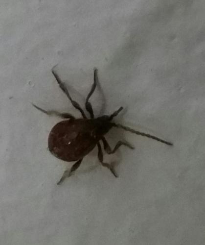 Gibbium sp.