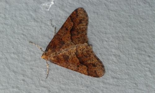 Erannis defoliaria