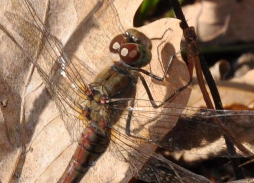 Sympetrum striolatum