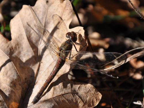 Sympetrum striolatum