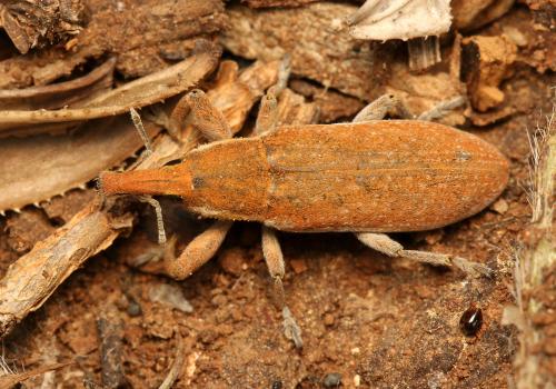 Lixus vilis