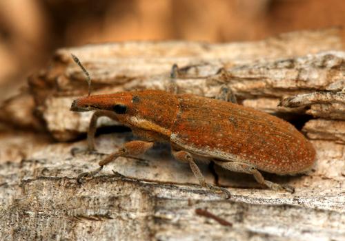 Réf. 174 242 : Lixus vilis